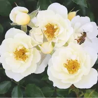 Роза Bienenweide Ivory - саженцы в контейнерах
