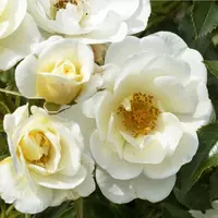 Роза Bienenweide Ivory - саженцы в контейнерах