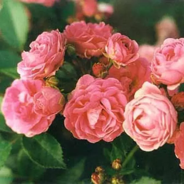 МН-057: Pink Pet (PINK PET)
