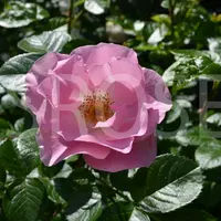 Роза PINK ROBUSTA саженцы в контейнерах