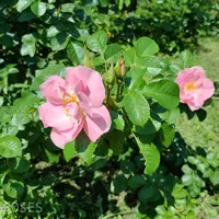 Роза Pink Robusta - саженцы в контейнерах