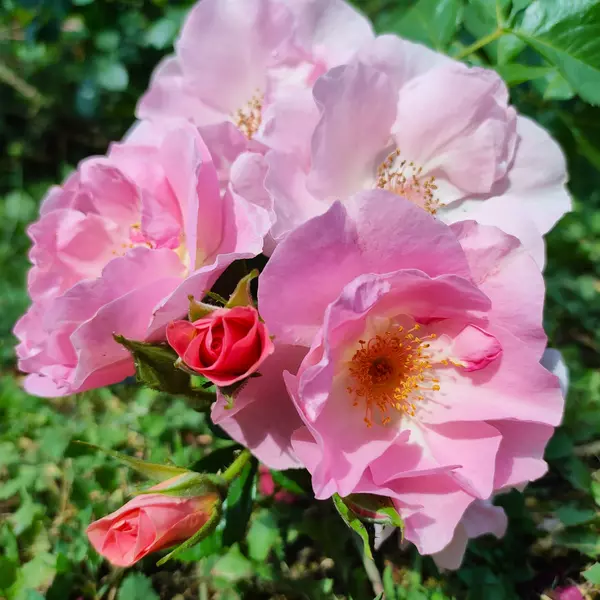 ПР-009: PNK RBST (PINK ROBUSTA)