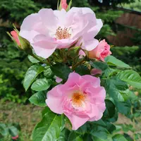 Роза Pink Robusta - саженцы в контейнерах