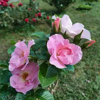 Роза Pink Robusta - саженцы в контейнерах
