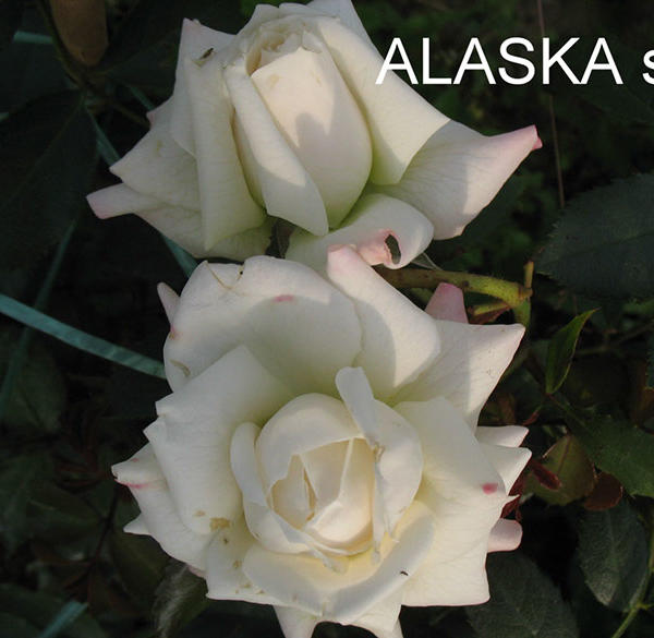 Роза аляска фото
