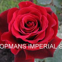Роза KOOPMANS IMPERIAL саженцы в контейнерах
