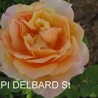 Роза PAPI DELBARD саженцы в контейнерах