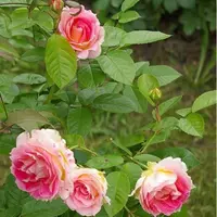 Роза Cesar - саженцы в контейнерах