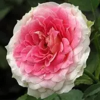 Роза Cesar - саженцы в контейнерах