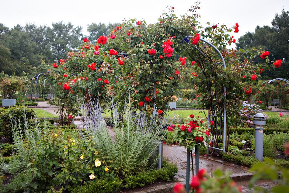 Salita саженцы роз в питомнике | Гармония сада