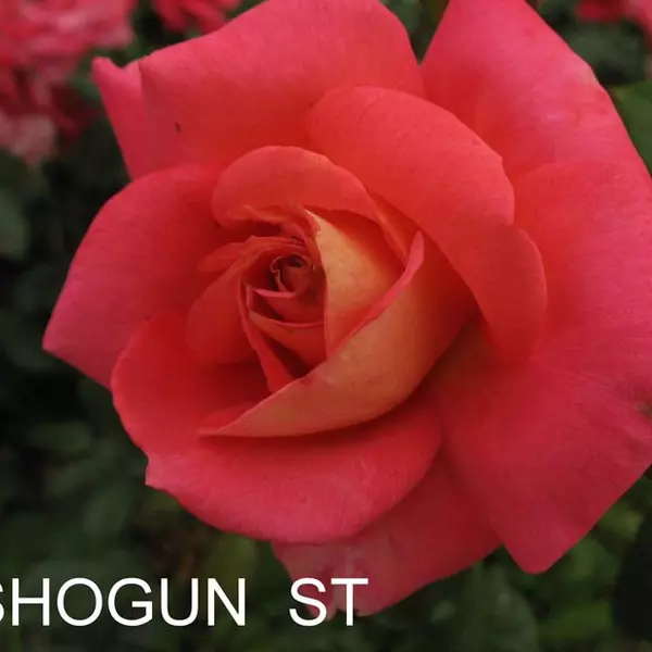 ПЛ-067: SHGN (SHOGUN)