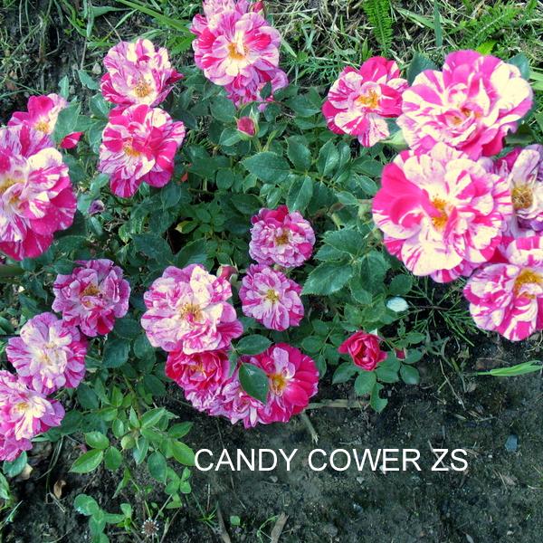 ПП-005: CND CWR (CANDY COWER)