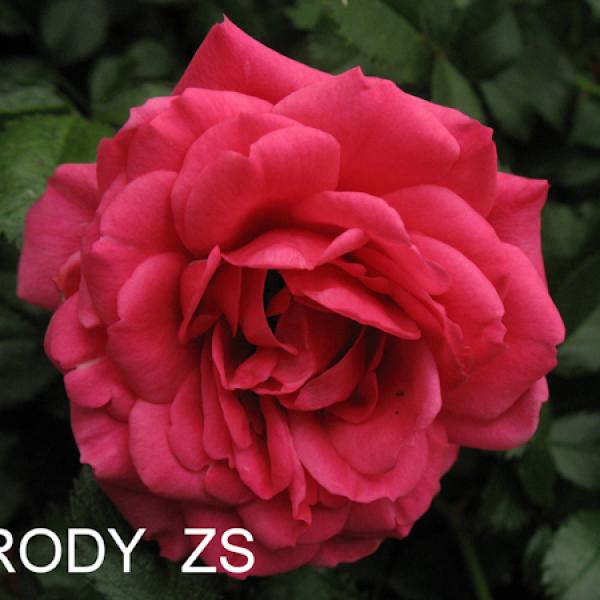 ПП-029: RD (RODY)