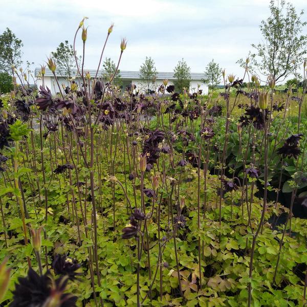 Водосбор обыкновенный  Блэк Бэрлоу (Aquilegia vulgaris `Black Barlow`)