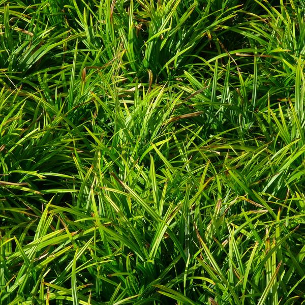 ДТ-162: Осока обильнолистная Айриш Грин (Carex foliosissima Irish Green)