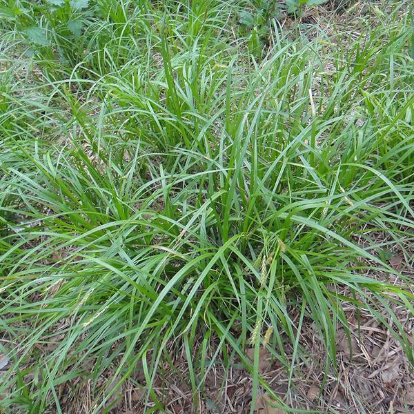 ДТ-058 Осока Арнелля (Carex arnellii)
