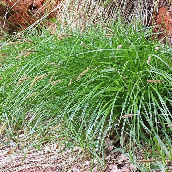 ДТ-060 Осока гладконосая (Carex leiorhyncha)