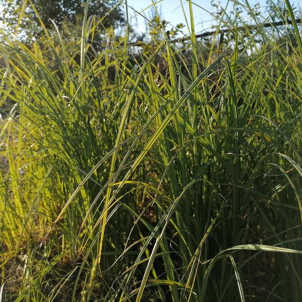 ДТ-063: Осока островидная (заостренная) (Carex acutiformis)