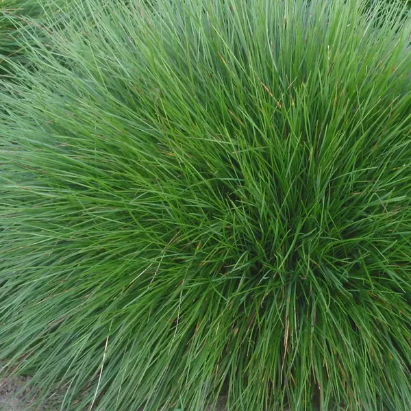 ДТ-054 Овсяница овечья (Festuca ovina)