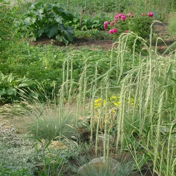 ДТ-072 Пырейник сибирский (Elymus sibiricus)