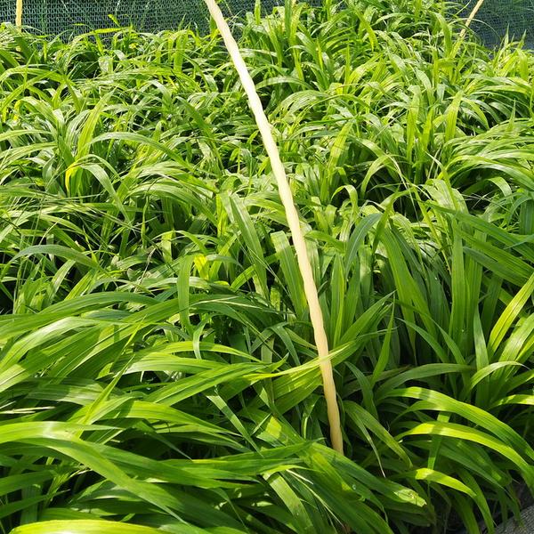 ДТ-012 Коротконожка лесная (Brachypodium sylvaticum)