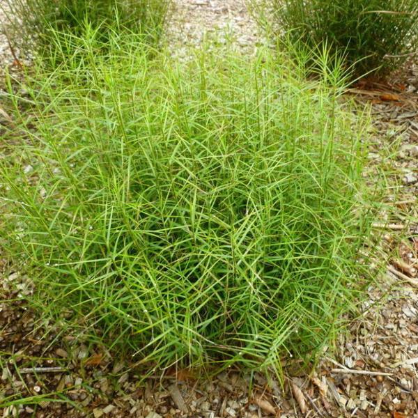 ДТ-023: Осока пальмолистная Литл Мидж (Carex muskingumensis Little Midge)