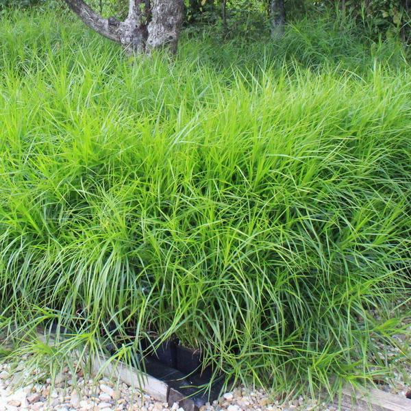 ДТ-022: Осока пальмолистная (Carex muskingumensis)
