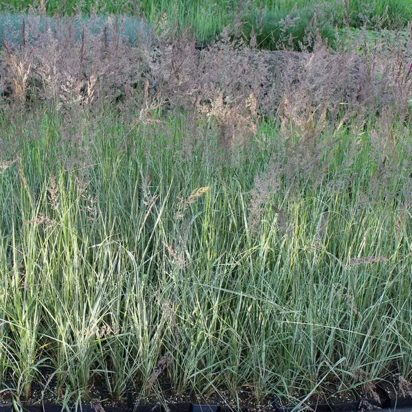 ДТ-006: Вейник остроцветковый Овердам (Calamagrostis x acutiflora Overdam)