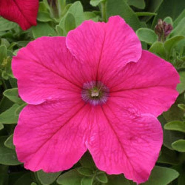 ! ПН-037: Петуния Горизонт Брайт Роуз многоцветковая (Кустик плотный, густоветвистый. Обильно цветёт с июля по сентябрь.)