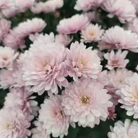 АР-012: Хризантема Bransaund Pink