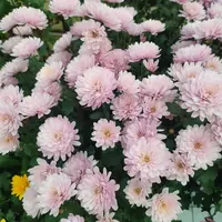 АР-012: Хризантема Bransaund Pink