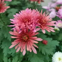 АР-037: Хризантема Rose Garden