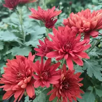 АР-055: Хризантема Sky Red