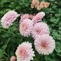 АР-056: Хризантема Dustin Pink