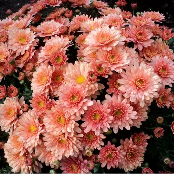 АР-009: Хризантема Branbeache Cream (Branbeache Cream)