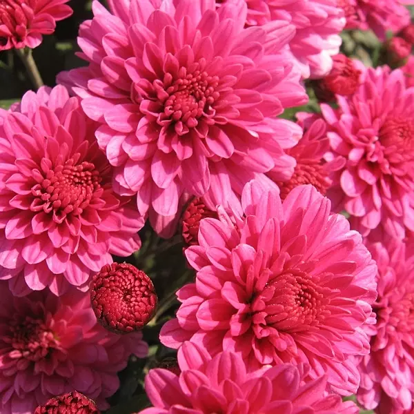 АР-025: Хризантема Surfer Pink (Surfer Pink)
