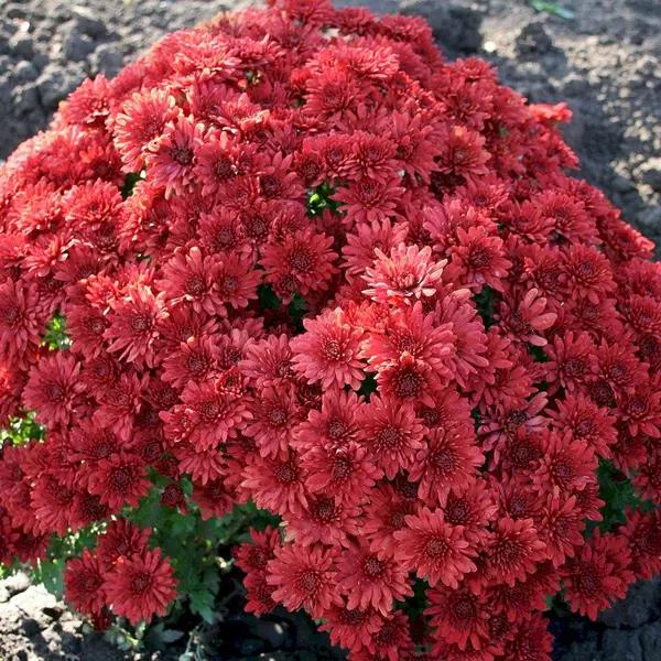 АР-035: Хризантема Ursula Red (Ursula Red)