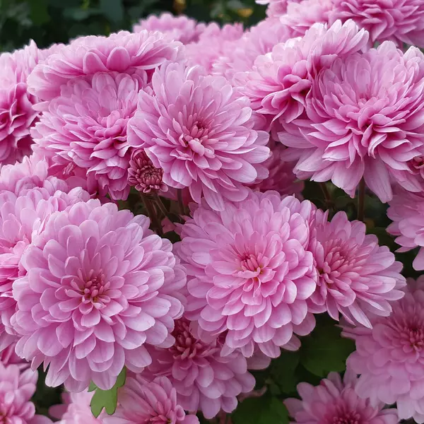 АР-012: Хризантема Bransaund Pink (Bransaund Pink)