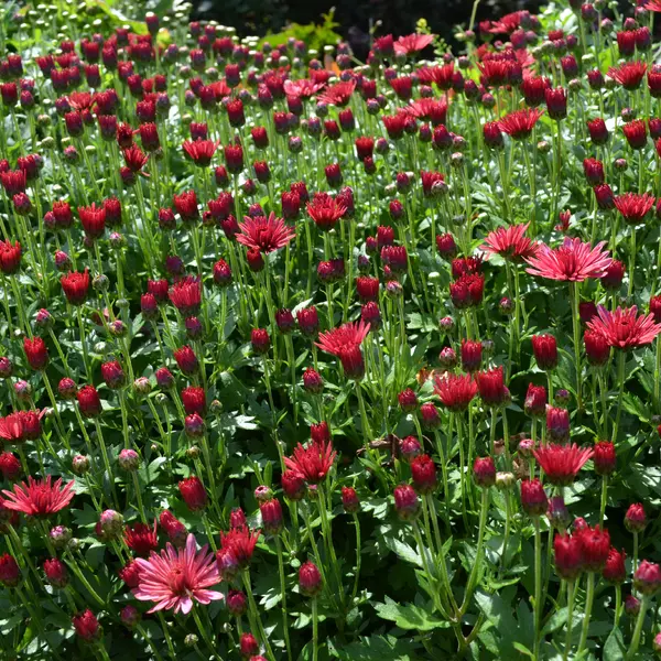 АР-037: Хризантема Rose Garden (Rose Garden)