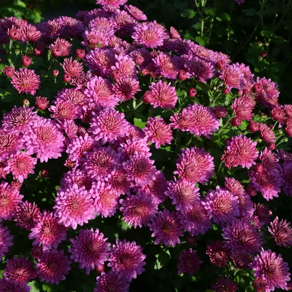 АР-040: Хризантема Ursula Pink (Ursula Pink)