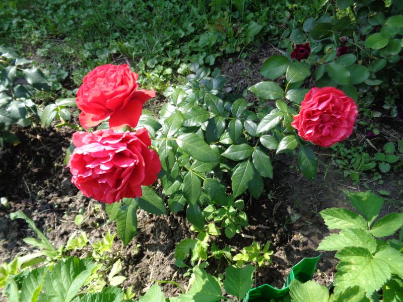 Черри леди роза фото и описание