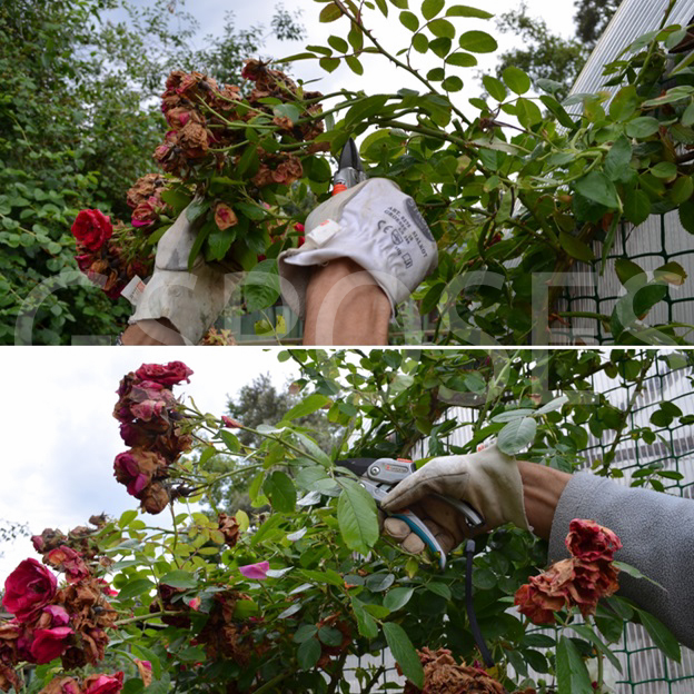Обрезка плетистой розы Flammentanz » Саженцы роз Гармония Сада купить вподмосковном питомнике.